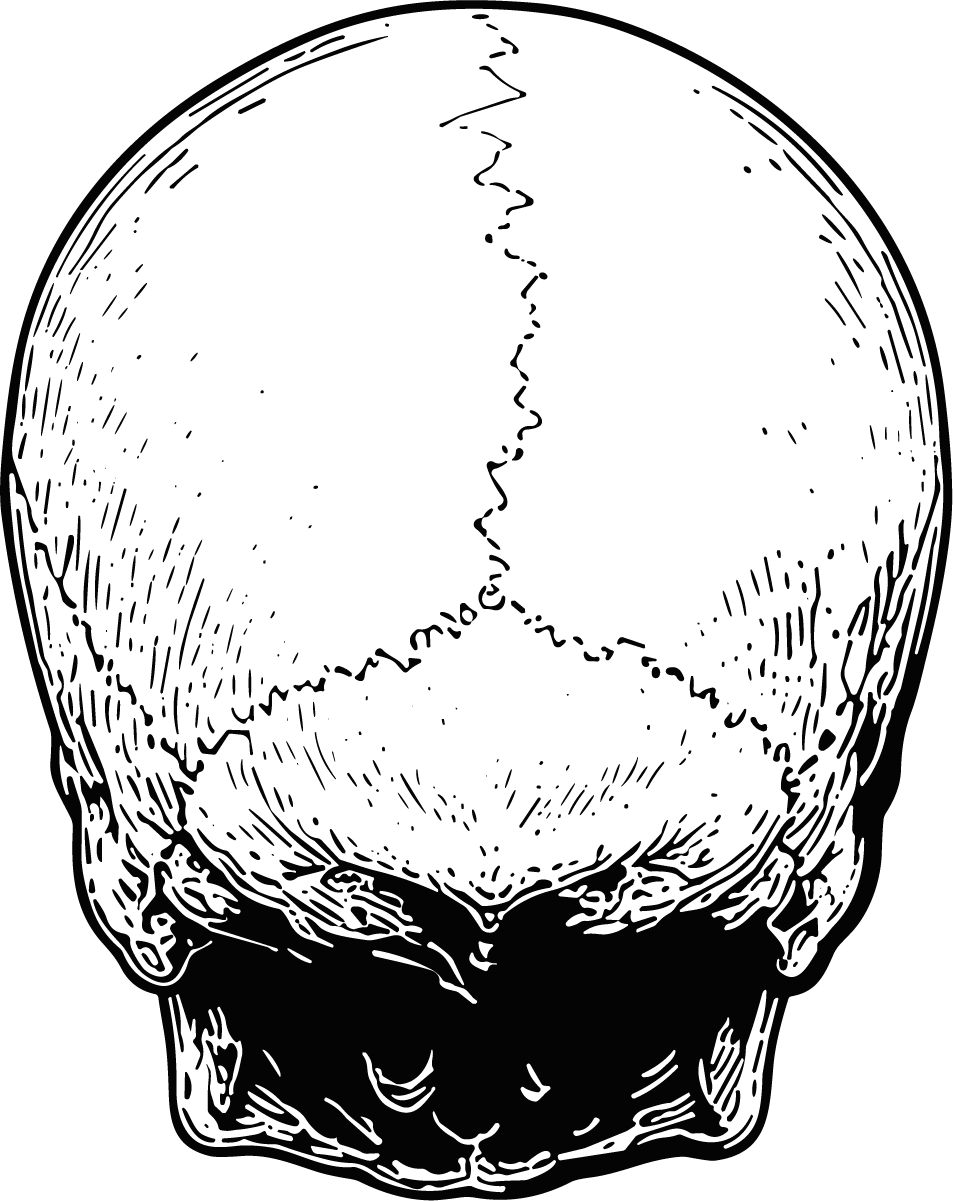 Human Skull SVG Detailed Anatomical Vector - Image 1