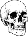Human Skull SVG Detailed Inked Vector
