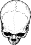 Human Skull SVG Detailed Ink Vector