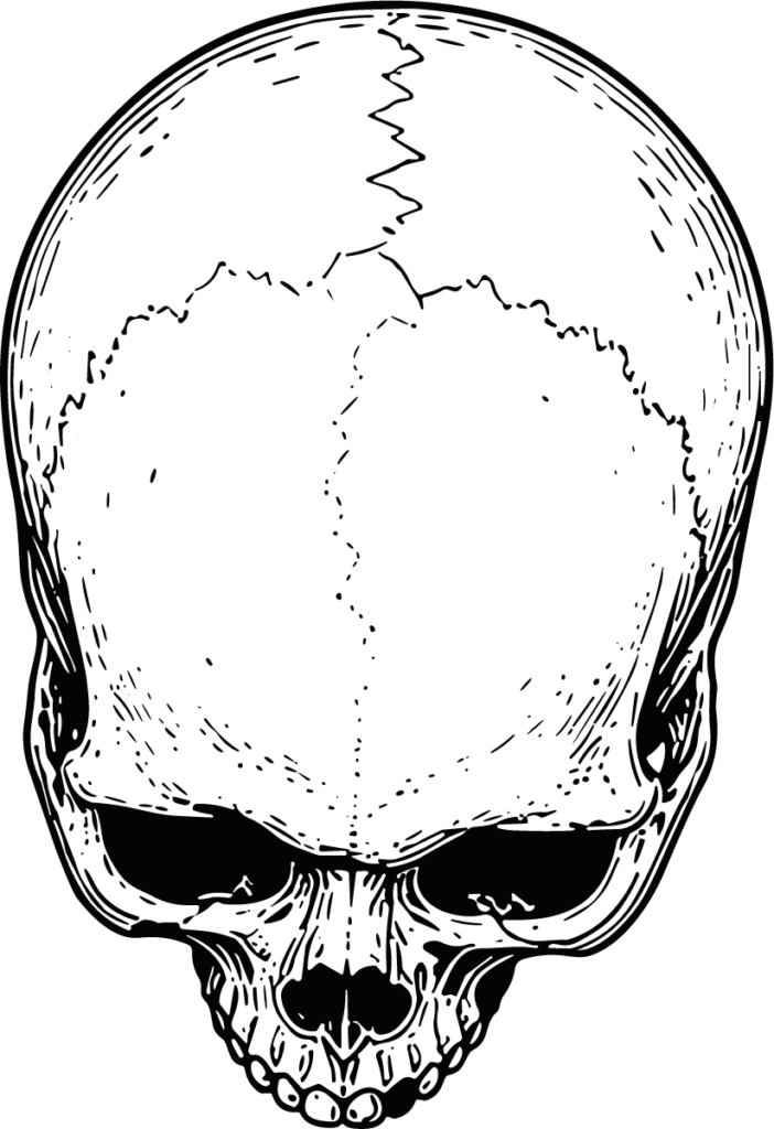 Human Skull SVG Detailed Ink Vector