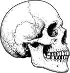 Human Skull SVG Detailed Anatomy Vector