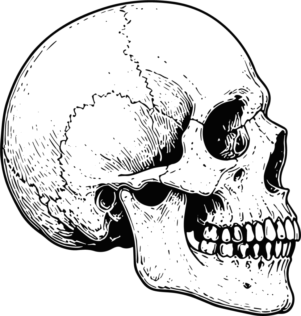 Human Skull SVG Detailed Anatomy Vector