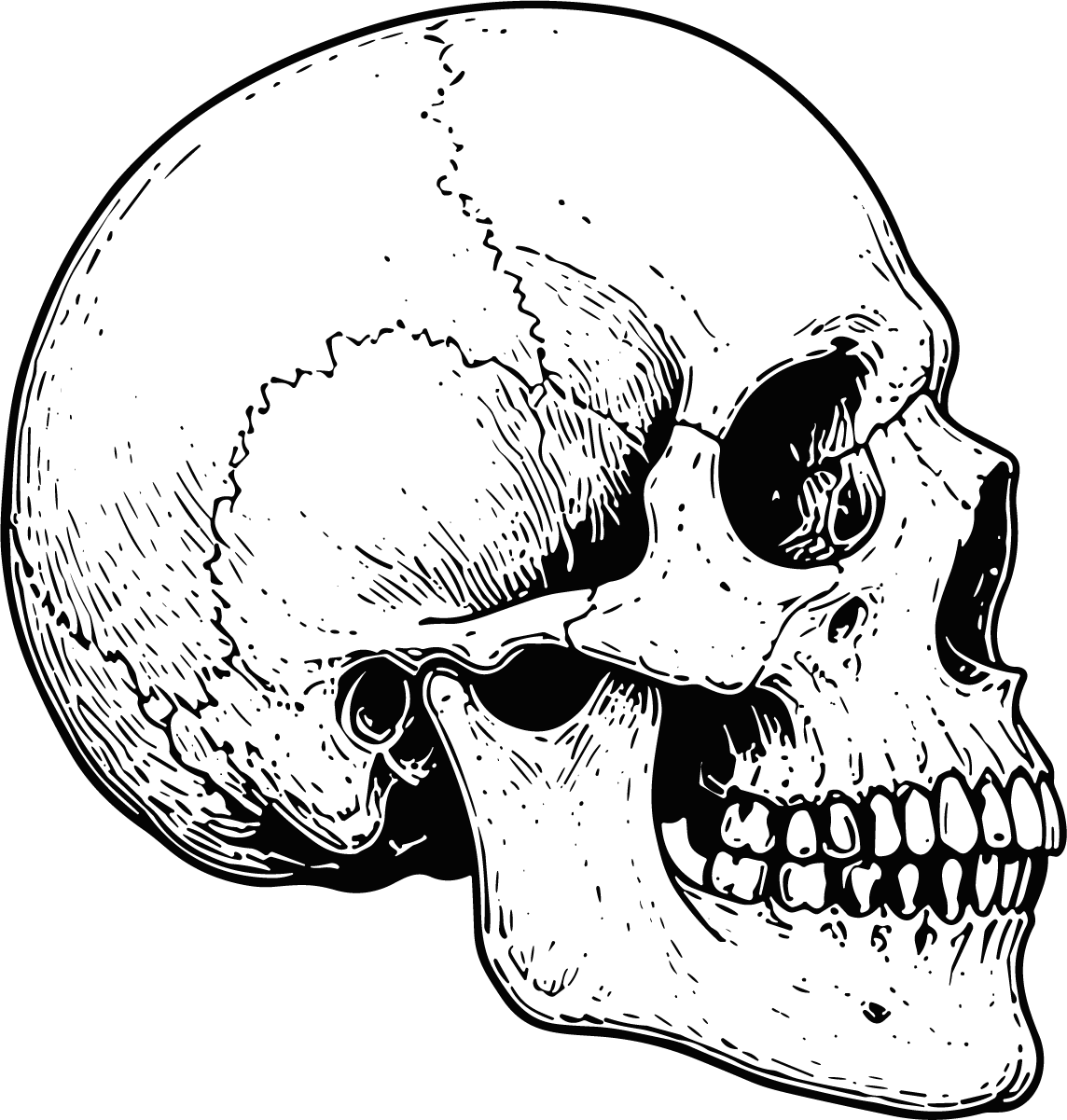 Human Skull SVG Detailed Anatomy Vector - Image 1