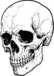 Human Skull SVG Detailed Line Art Vector