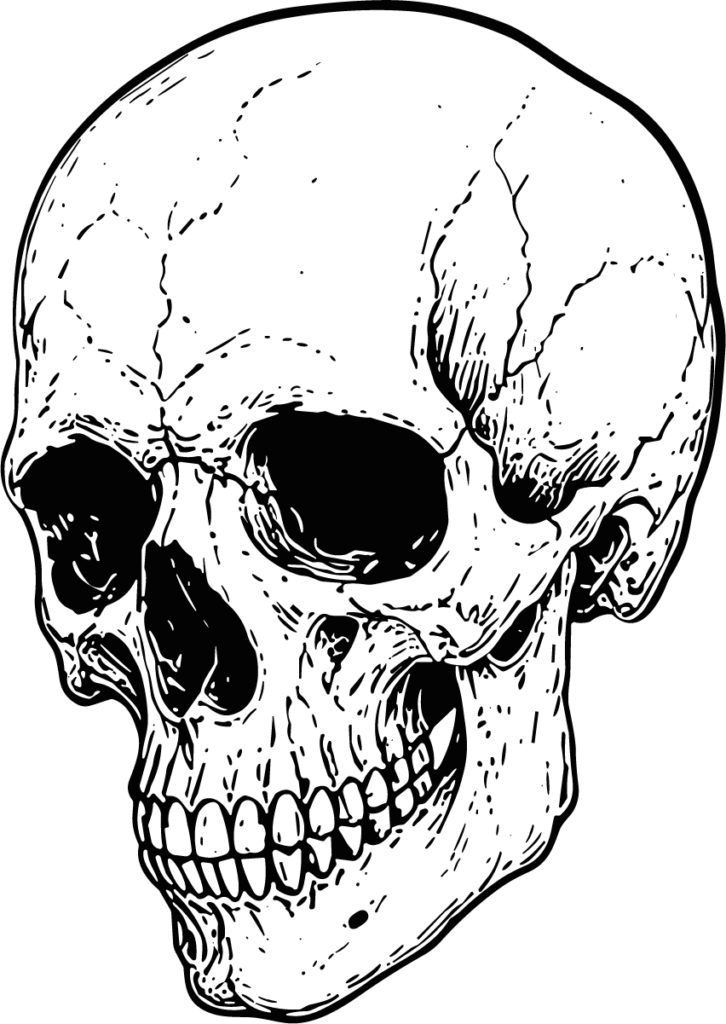 Human Skull SVG Detailed Line Art Vector