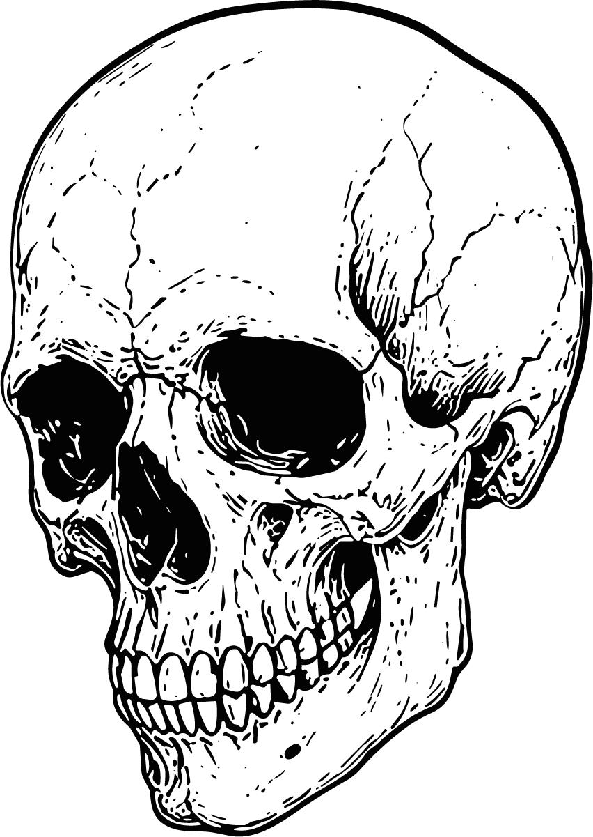 Human Skull SVG Detailed Line Art Vector - Image 1