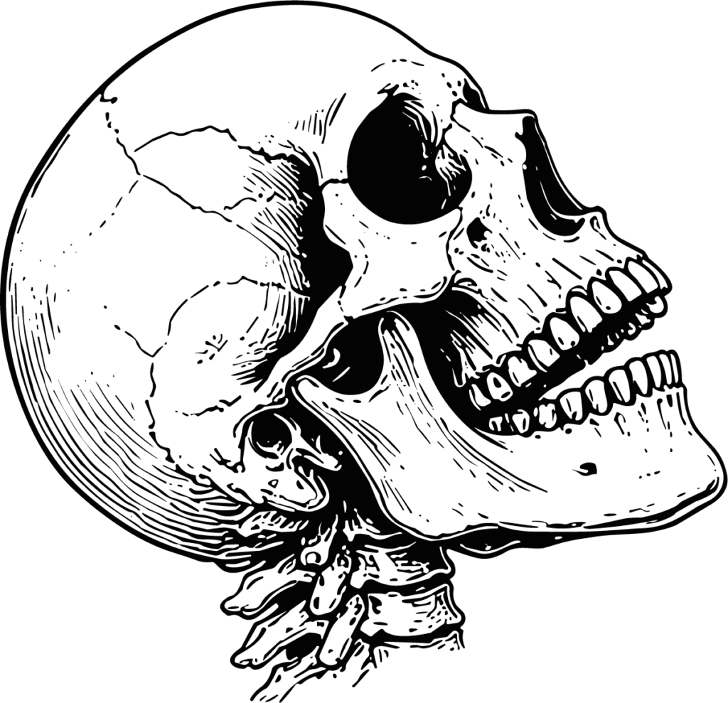 Human Skull SVG Detailed Anatomical Vector