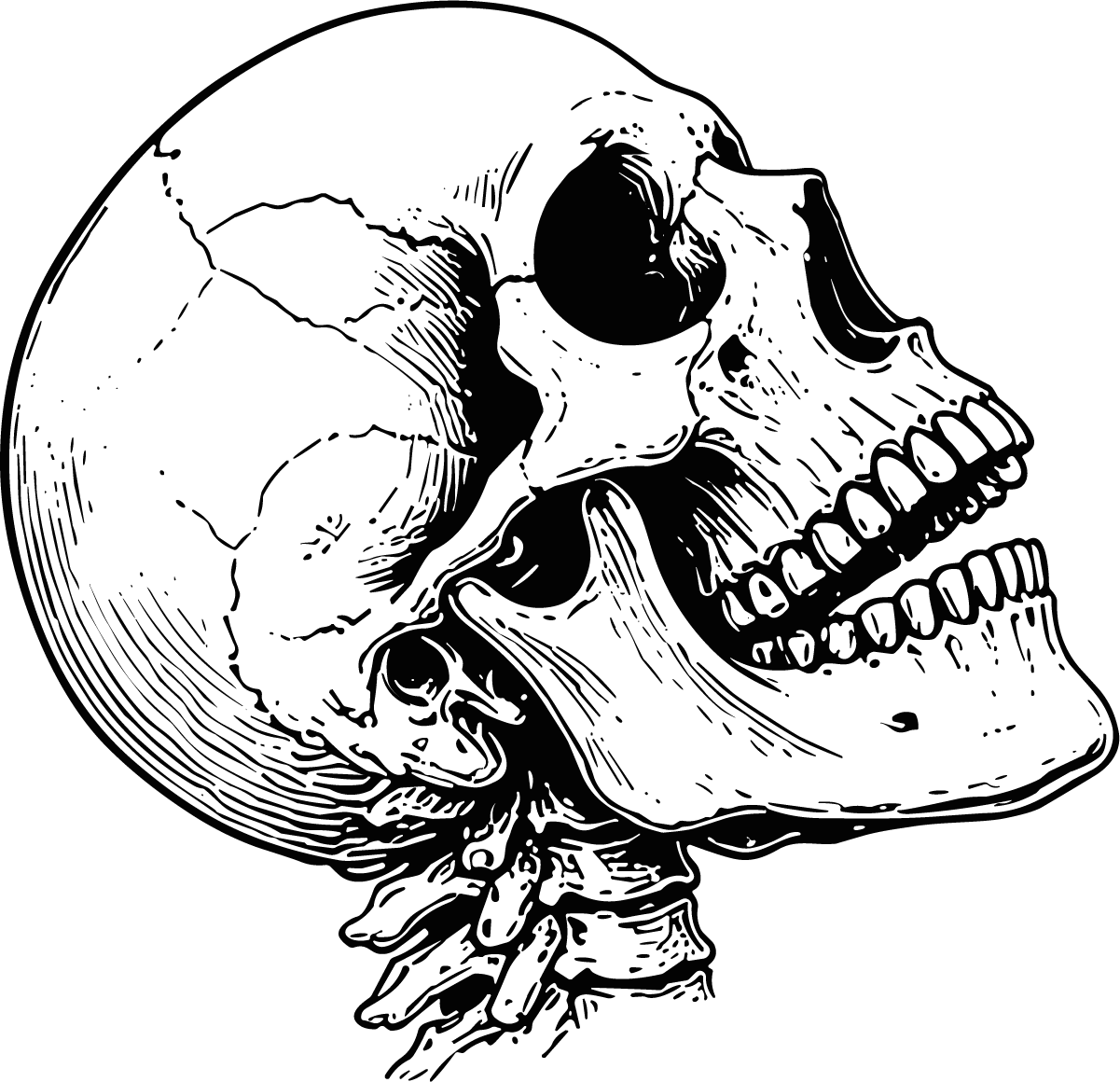 Human Skull SVG Detailed Anatomical Vector - Image 1