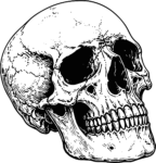 Human Skull SVG Detailed Line Illustration Vector