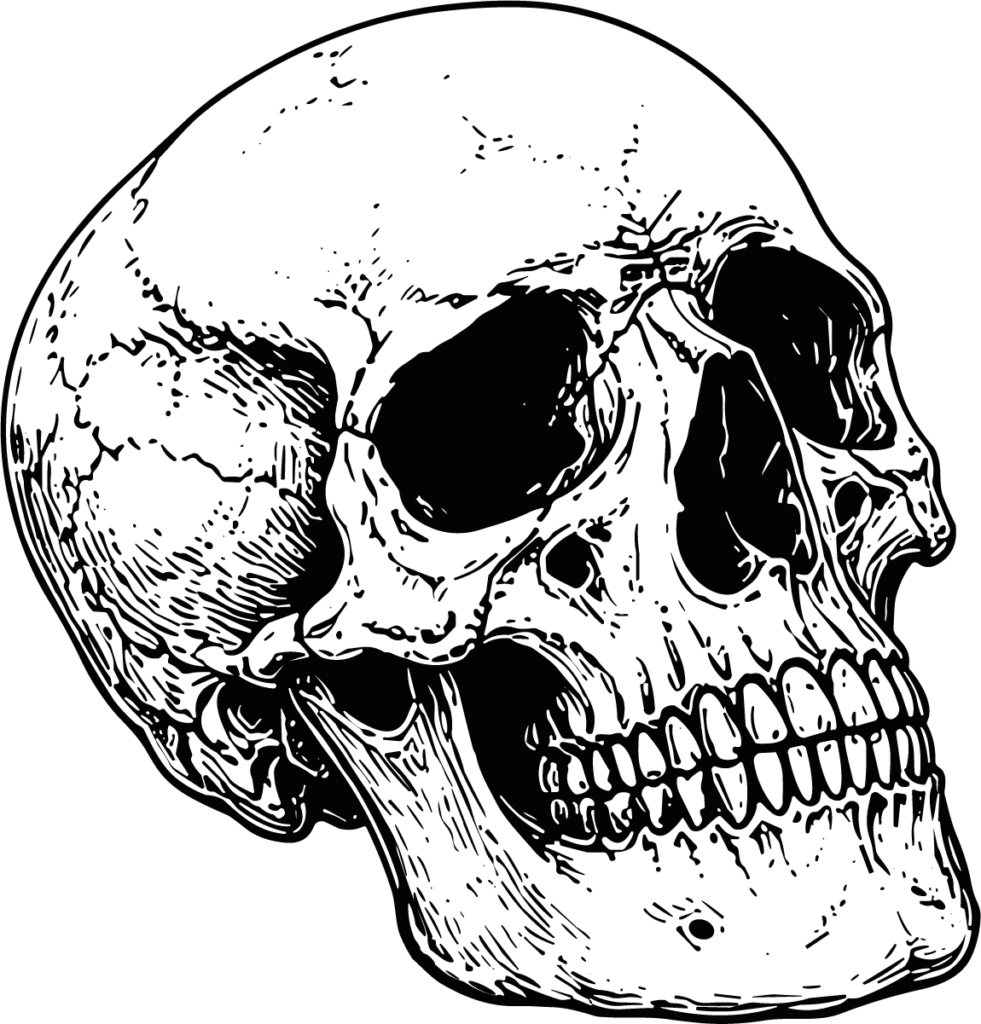 Human Skull SVG Detailed Line Illustration Vector
