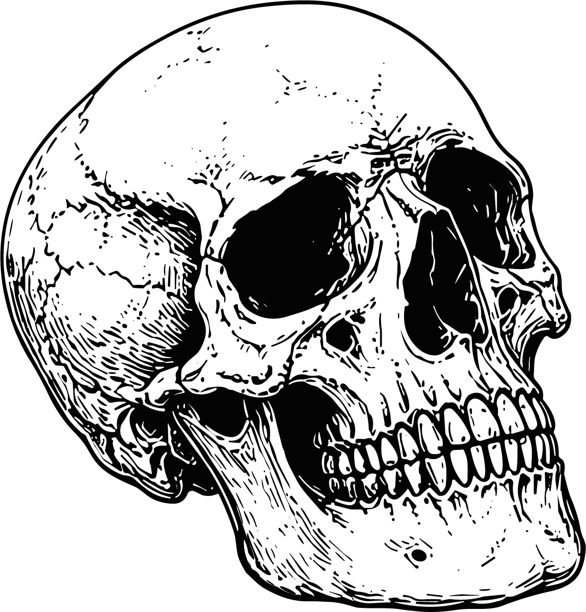 Human Skull SVG Detailed Line Illustration Vector - Image 1