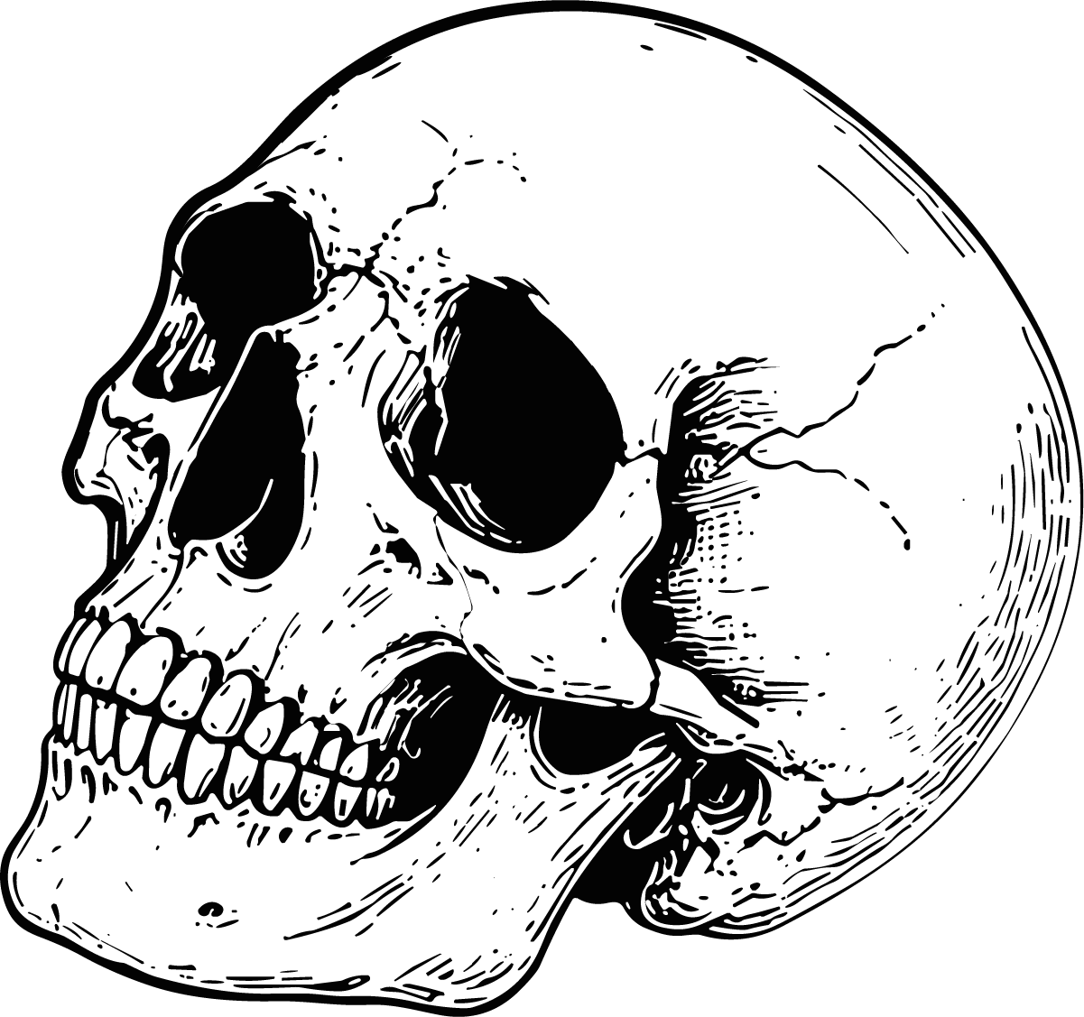 Human Skull SVG Cracked Ink Sketch Vector - Image 1