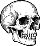 Human Skull SVG Detailed Engraving Vector