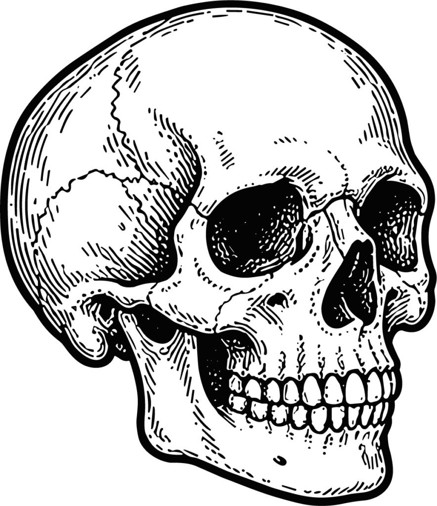 Human Skull SVG Detailed Engraving Vector