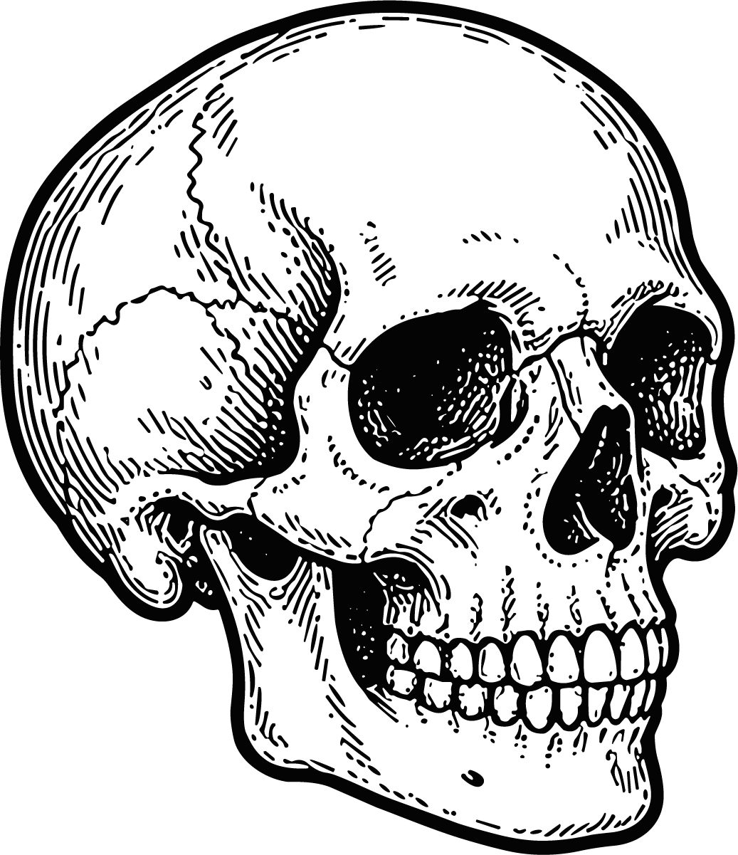 Human Skull SVG Detailed Engraving Vector - Image 1