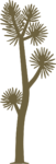 Joshua Tree SVG Desert Botanical Vector
