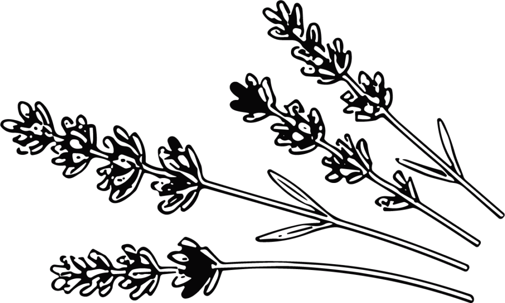 Lavender Sprigs Botanical Outline Vector