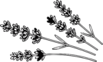 Lavender Sprigs Botanical Outline Vector
