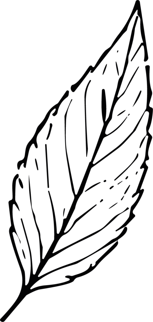Leaf SVG Detailed Outline Vector