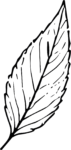 Leaf SVG Detailed Outline Vector