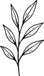 Leaf Branch SVG Botanical Line Sketch Vector