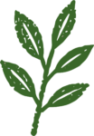 Leaf Branch SVG Rustic Botanical Vector