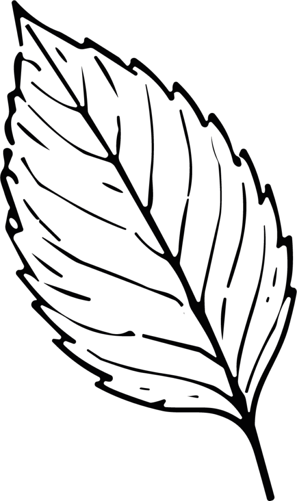 Leaf Outline SVG Bold Botanical Vector