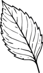 Leaf Outline SVG Bold Botanical Vector