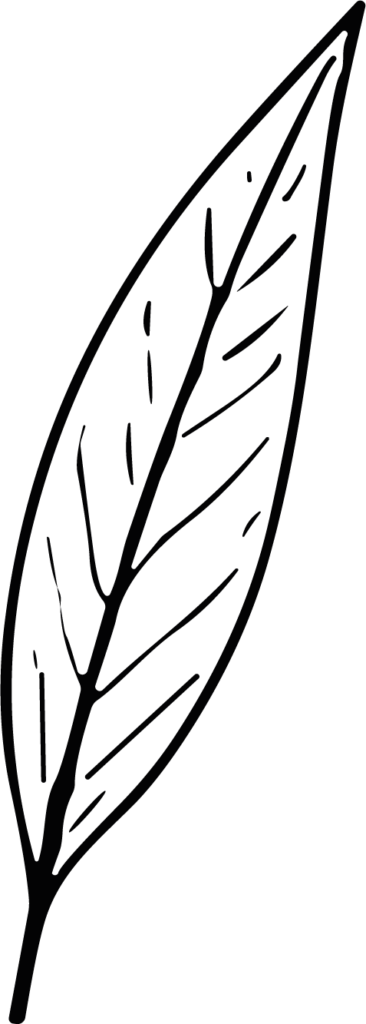 Leaf SVG Botanical Line Art Vector
