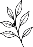 Leafy Branch SVG Delicate Sketch Vector