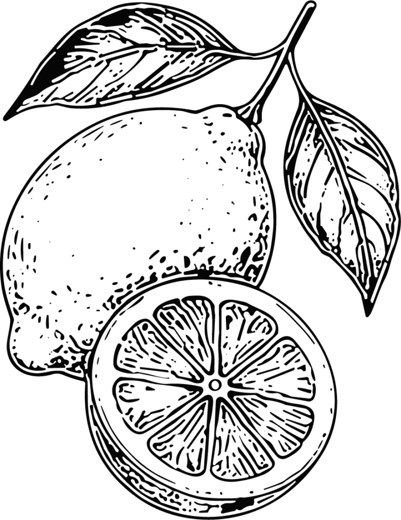 Lemon Slice Detailed Botanical Vector