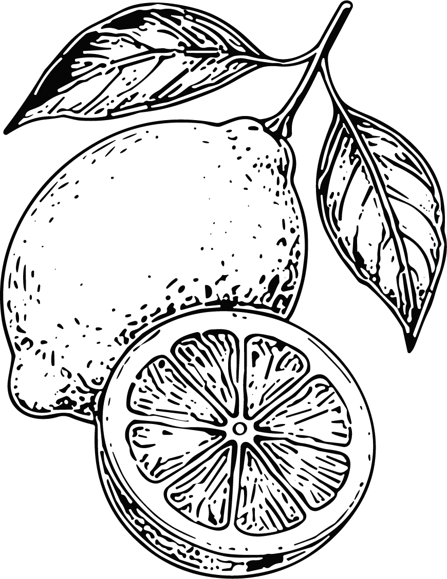 Lemon Slice Detailed Botanical Vector - Image 1
