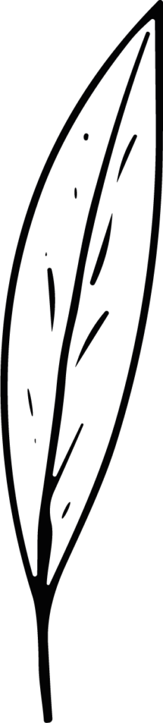 Long Leaf SVG Delicate Line Sketch Vector