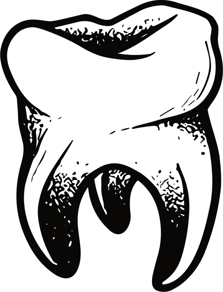 Molar Tooth SVG Bold Ink Illustration Vector