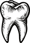 Molar Tooth SVG Sketchy Engraving Vector