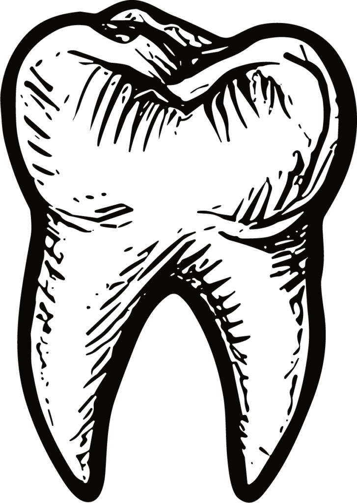 Molar Tooth SVG Sketchy Engraving Vector