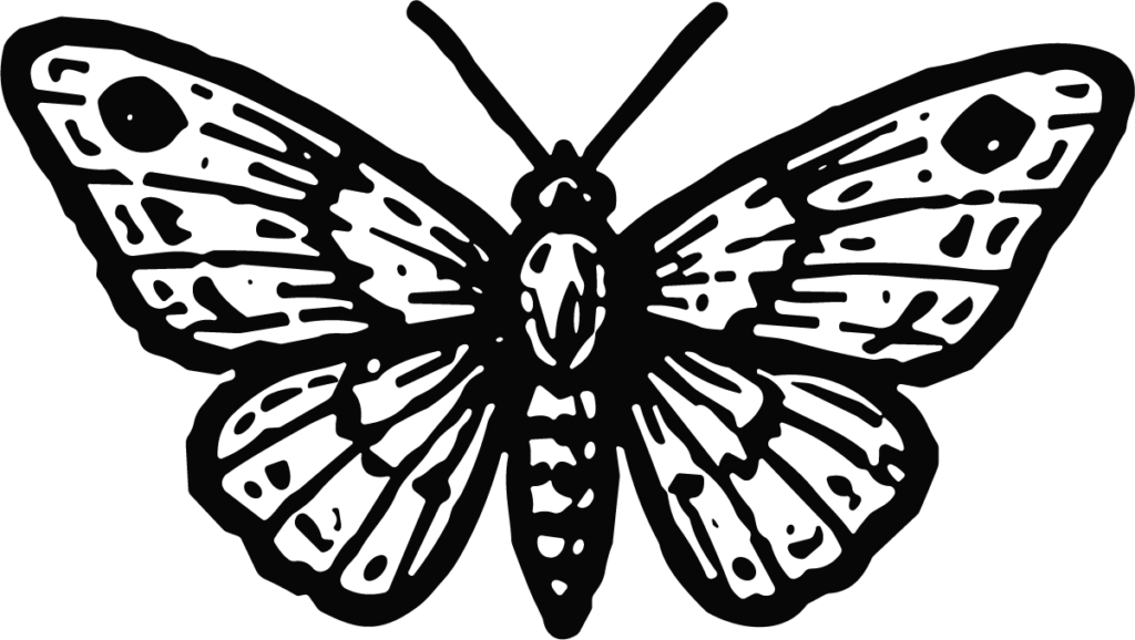 Moth SVG Detailed Engraving Vector