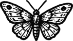 Moth SVG Detailed Engraving Vector