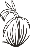 Palm Leaves SVG Wild Sketch Vector