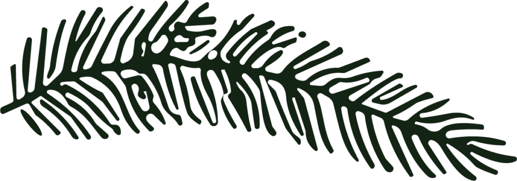Pine Branch SVG Bold Botanical Vector
