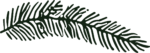 Pine Branch SVG Bold Botanical Vector