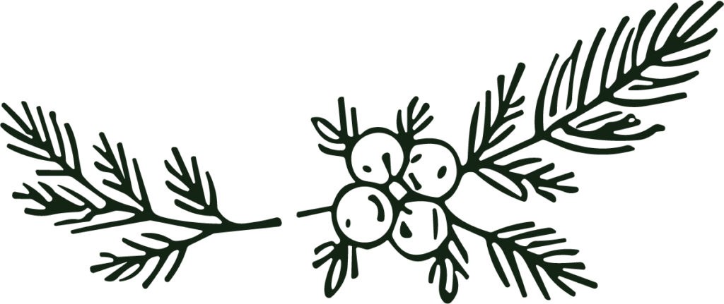 Pine Branch Berries SVG Rustic Sketch Vector