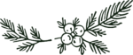 Pine Branch Berries SVG Rustic Sketch Vector