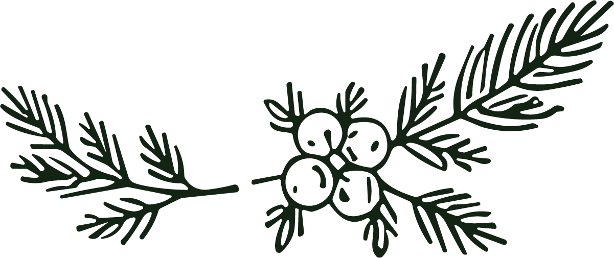 Pine Branch Berries SVG Rustic Sketch Vector - Image 1