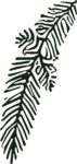 Pine Branch SVG Bold Botanical Vector