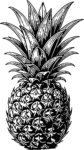 Pineapple Detailed Engraving Vector