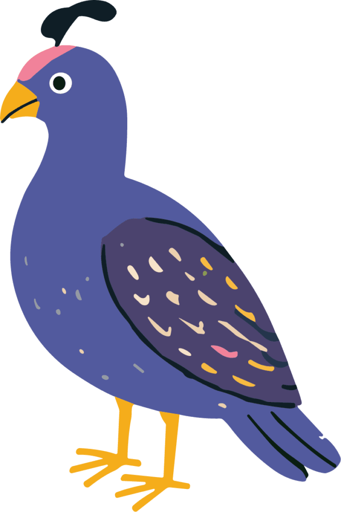 Quail Bird SVG Whimsical Plumage Vector