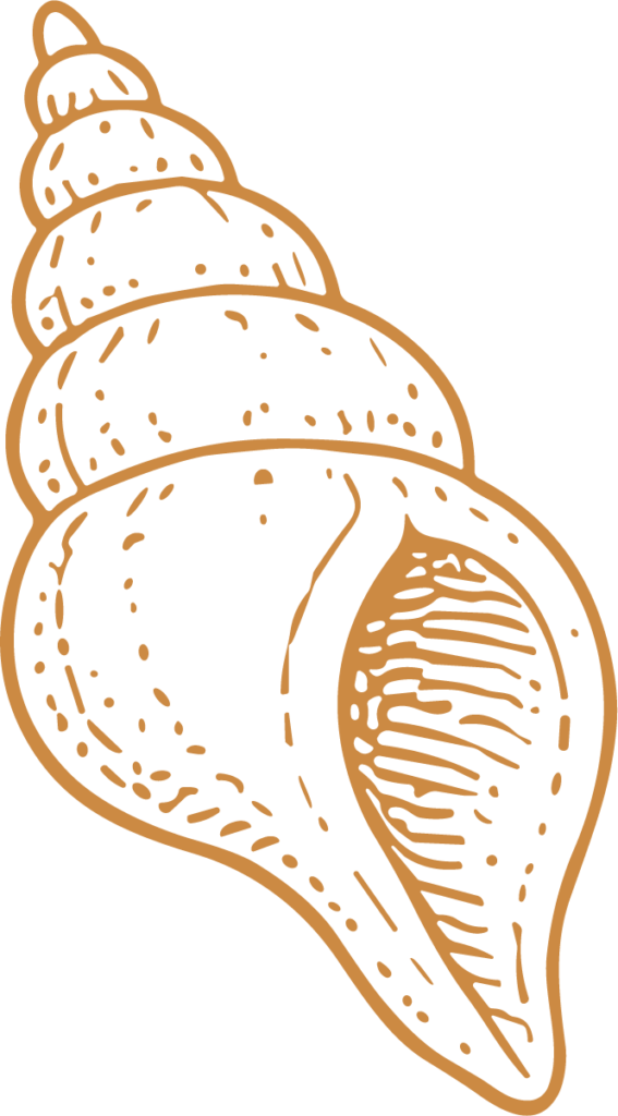 Sea Shell SVG Coastal Line Art Vector