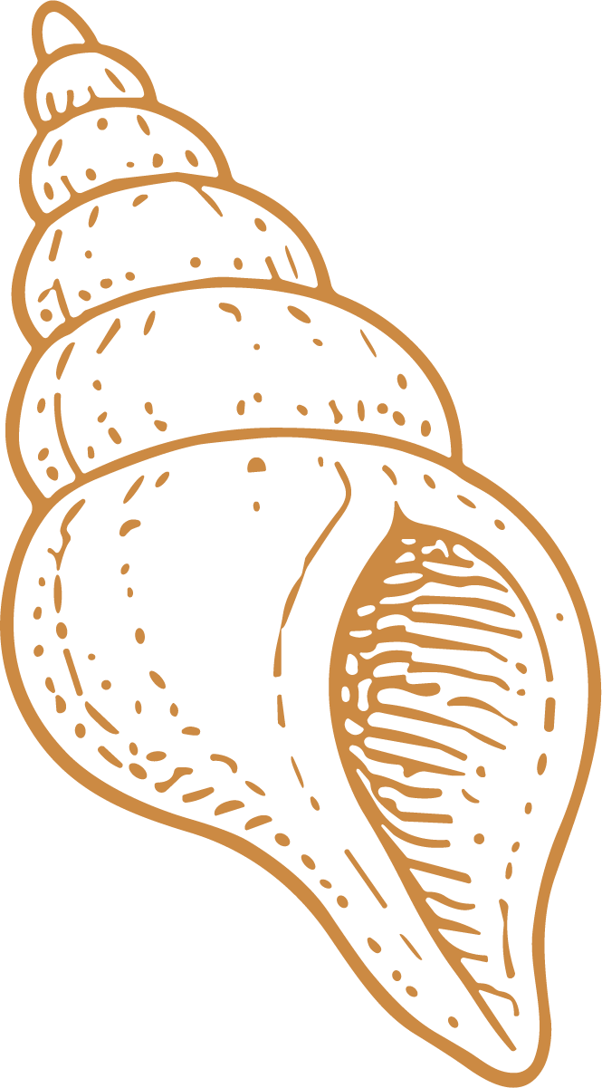 Sea Shell SVG Coastal Line Art Vector - Image 1