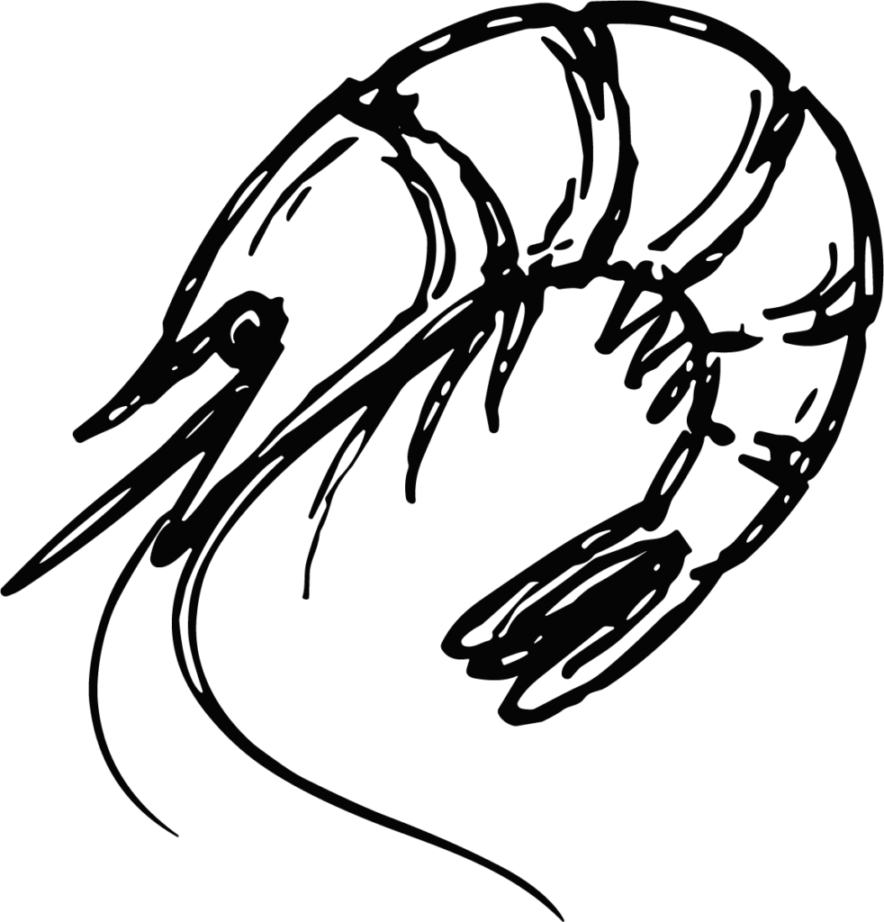 Shrimp SVG Sketchy Ink Vector